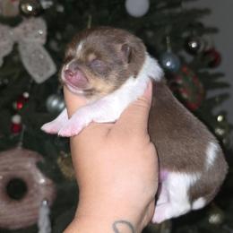 Victor - Chocolate parti male Pomeranian puppy in Los Angeles, California from Pommies of LA