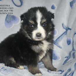 Sweetpea - Black tri female Miniature Australian Shepherd puppy in Patterson, North Carolina from DreamLine Aussies