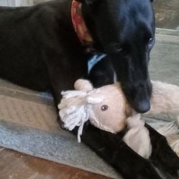 Greyhounds from Kodivaro Kennels