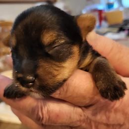 Yorkshire Terriers from Christensen Yorkies
