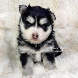 Albany - Black and white female Pomsky puppy in Sheffield, Iowa from Clover Ridge Pomskies