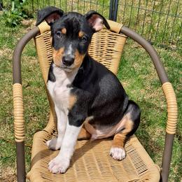 Rat Terrier Puppies from Far North Rat Terriers