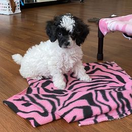 Miniature Australian Shepherd and Poodle Puppies from Furbaby Blessing AKC Toy Poodles and ASDR Mini Aussies