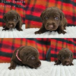Pink Collar - Chocolate female Labrador Retriever puppy in Boyd, Minnesota from Lindley Labradors