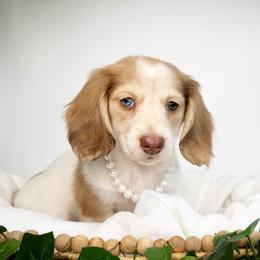 Honey 🍯 - Dachshund