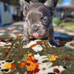 Mordecai - Blue male French Bulldog puppy in Bend, Oregon from High Lakes Frenchies