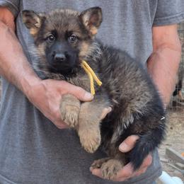 Boy 2 Yellow - Sable male German Shepherd puppy in Lake George, Colorado from High Country German Shepherds