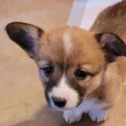 Girl 3 - Pembroke Welsh Corgi puppy in Smithville, Texas from Kat's Corgi's