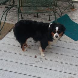 Missy - Miniature Australian Shepherd
