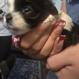 Lovey - Black and white female Shih Tzu puppy in Green Valley Lake, California from All American Shih Tzu Puppies