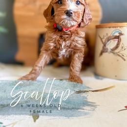 Scallop - Red  female Goldendoodle puppy in Garden Grove, California from Sunkissed Doodles