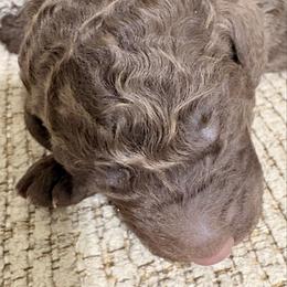 Bowie - Chocolate male Goldendoodle puppy in Joilet, Montana from L&Z Goldendoodles