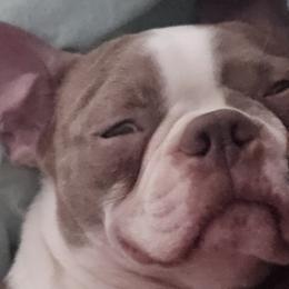 Boston Terriers from Glacier Bark Boston Terriers