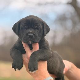 Reaper - Black male Cane Corso puppy in Cable, Ohio from Americana Cane Corso