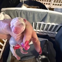 Misty - White female Chihuahua puppy in Dime Box, Texas from Color Me Crazy Chihuahuas