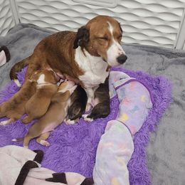 Drever and Mastiff Puppies from Cedarhollow