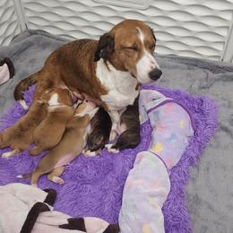 Drever and Mastiff Puppies from Cedarhollow