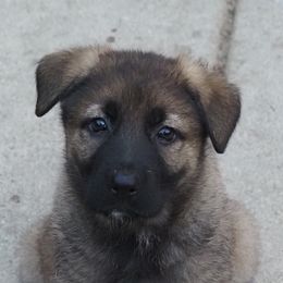 Girl 3 - Sable German Shepherd puppy in El Sobrante, California from Zwinger vom Patiala
