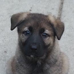 Girl 3 - Sable German Shepherd puppy in El Sobrante, California from Zwinger vom Patiala