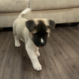 Light blue - Brown brindle male Akita puppy in Las Vegas, Nevada from Ishikawa Akita's