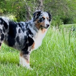 Lettie - Australian Shepherd