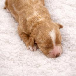 Girl 2 - Cream female Goldendoodle puppy in Pleasant Grove, Utah from Little legacy doodles