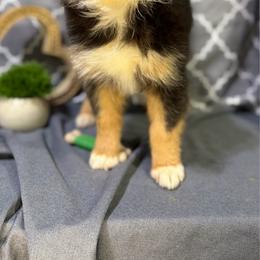 Max - Black tri male Miniature American Shepherd puppy in Clinton, Missouri from Mockingbirds American Minis