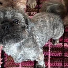 Yaya - Shih Tzu