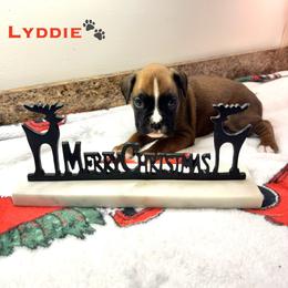 Lyddie - Fawn female Boxer puppy in Cicero, New York from MK Boxer Haven of CNY