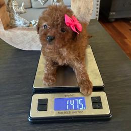 Vicky - Red  female Goldendoodle puppy in Mint Hill, North Carolina from DoodleForever