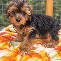 GIRL 1 - Black and tan female Yorkshire Terrier puppy in Loganville, Georgia from The Doggy Empire