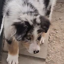 Kane - Blue merle male Australian Shepherd puppy in Clinton, Missouri from RockyTop Hearts