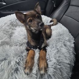 Jaz fka AKC - Newman - Black and tan male Shiba Inu puppy in Jensen Beach, Florida from ScrapiShibas