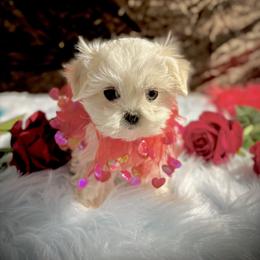 Moon - White and lemon male Maltese puppy in Upland, California from Prime Paradise Kennel