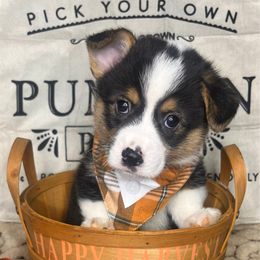 Huckleberry - Black and tan male Pembroke Welsh Corgi puppy in Benton, Arkansas from High Cotton Corgis