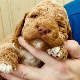 Goldendoodle Puppies from Kid's Best Doodle
