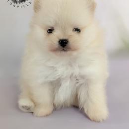 Ivory - Cream female Pomeranian puppy in Fultonville, New York from Sandy Aussies & Pomeranians