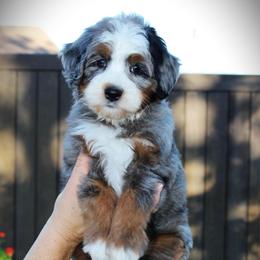 Diamond - Blue merle female Bernedoodle puppy in Eagle Mountain, Utah from Fur Real Puppies.