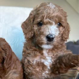 Champ - Apricot male Goldendoodle puppy in Stockton, California from Family Doodles
