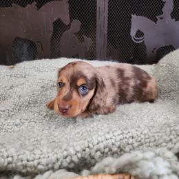 Donnie - Dapple male Dachshund puppy in Lindsay, California from Lewis Creek's Dachshunds