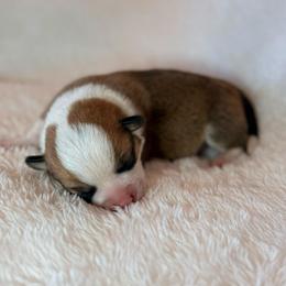 Ladybug - Sable female Pembroke Welsh Corgi puppy in Arcanum, Ohio from Weissway Corgis