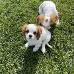 Cavalier King Charles Spaniel Puppies from Rolling Meadows Cavaliers