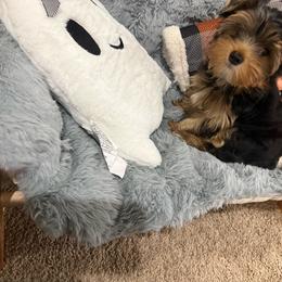 Orion - Black and tan male Yorkshire Terrier puppy in Union, Kentucky from Samantha's Yorkshire Terriers