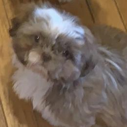 Sophie - Shih Tzu