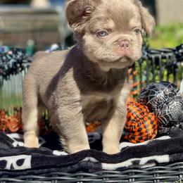 Capone - Liver male French Bulldog puppy in Minneapolis, Minnesota from Flyazz Frenchies Kennels