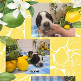 Boy 6 OLIVE - Liver white and tan male English Springer Spaniel puppy in Saginaw, Michigan from Kemerer Springers