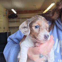 Daisy's blue based shaded red piebald longhair boy - Piebald male Dachshund puppy in Caldwell, Idaho from Dozendachs