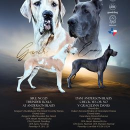 Great Dane puppies from Anderson Blau’s Great Danes & French Bulldogs
