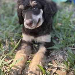 Elara - Phantom female Poodle puppy in La Belle, Florida from Shieldwall Kennels