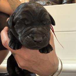 Leilani - Black female Labrador Retriever puppy in Cortez, Colorado from Aloha Lab Pups of SW Colorado